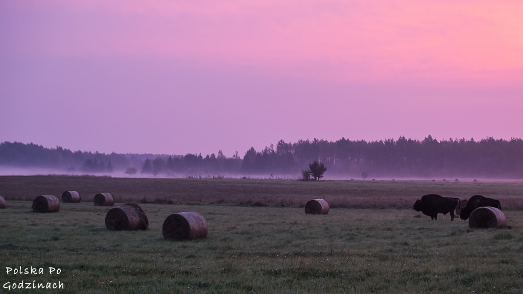 Żubry w Puszczy Białowieskiej o wschodzie słońca