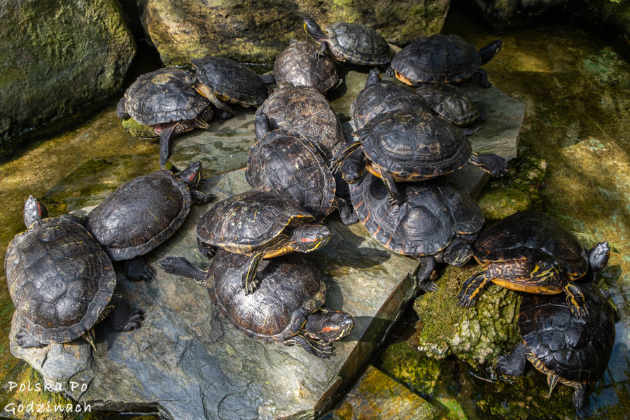 Wałbrzych atrakcje - żółwie w Palmiarni w Wałbrzychu