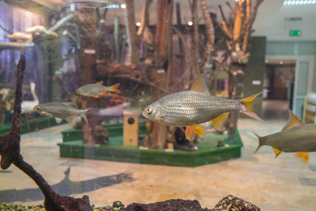 Wigierski Park Narodowy atrakcje. Ryby w akwarium na wystawie przyrodniczej „Nad Wigrami” w Krzywe.