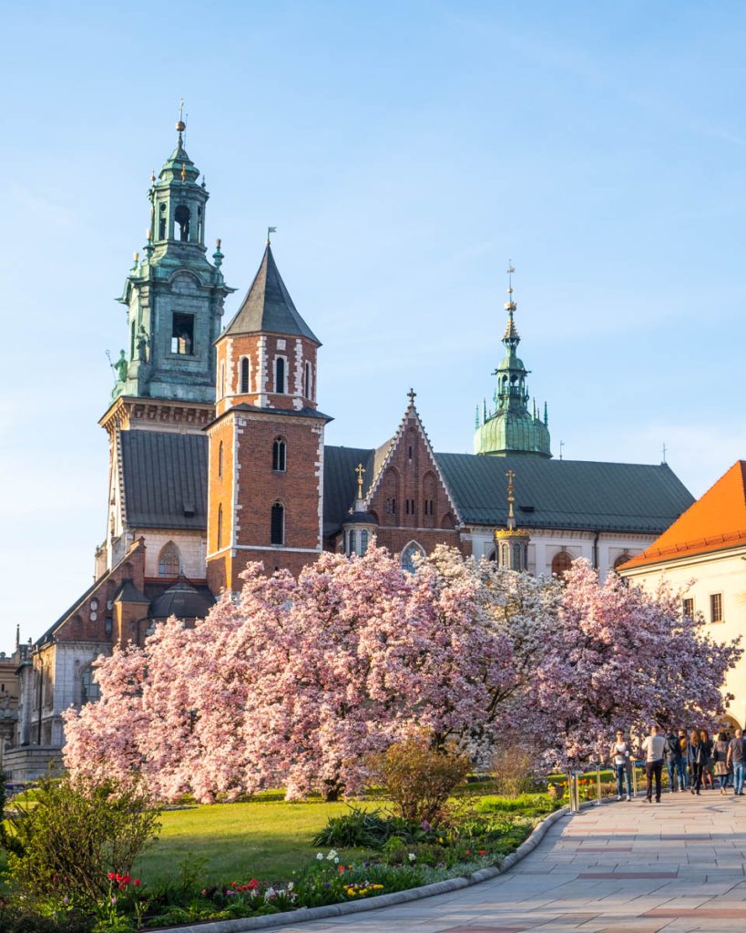 Kraków atrakcje. Kwitnące magnolie na Wzgórzu Wawelskim.