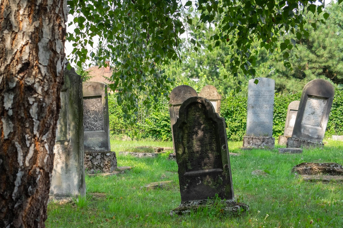 Macewy na cmentarzu żydowskim w Niepołomicach.