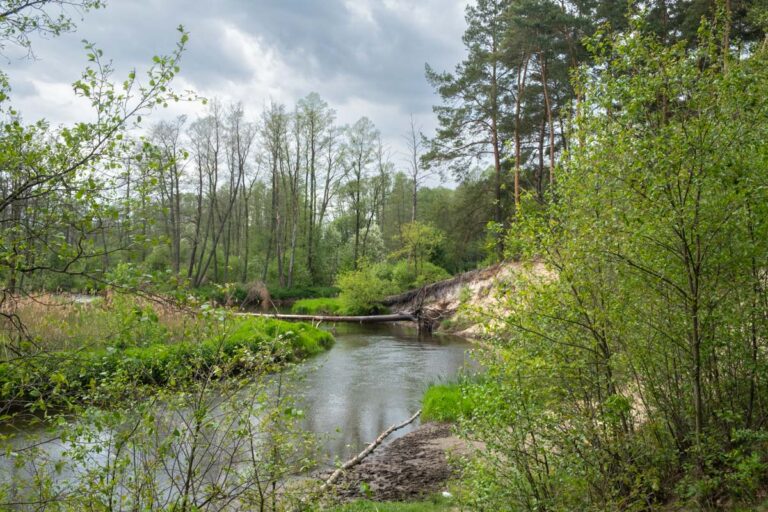Skarpa nad rzeką Rawka w Puszczy Bolimowskiej.