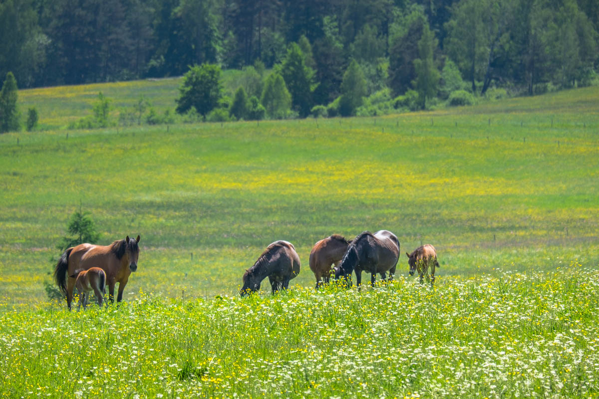 Atrakcje turystyczne Beskidu Niskiego.